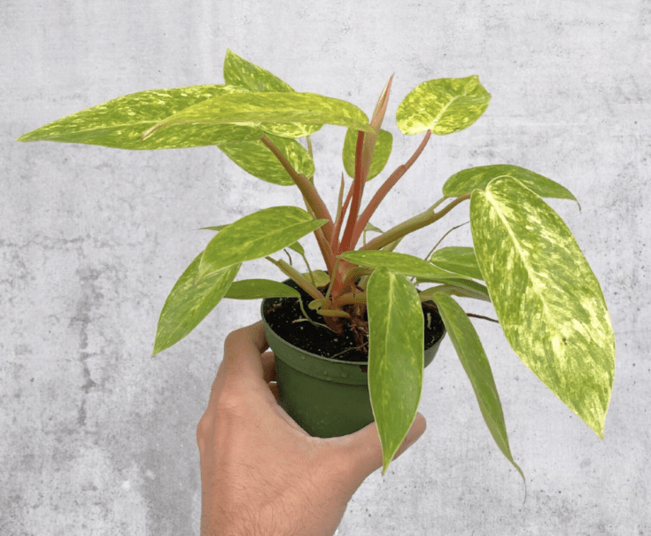 Image for Painted Lady Philodendron